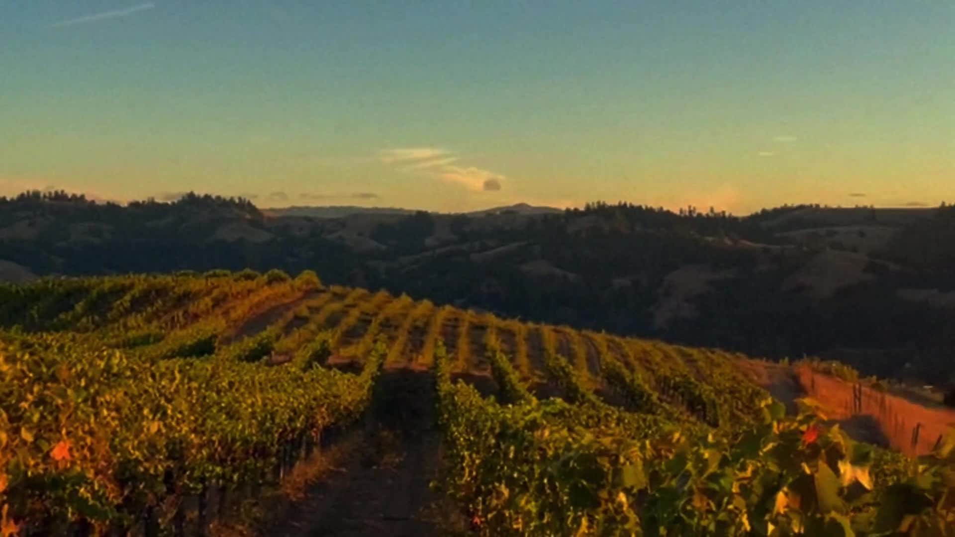 Vineyard landscape