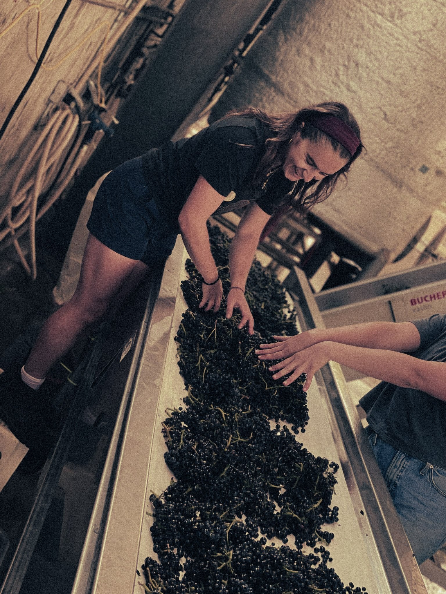 Alex sorting grapes in the winery.